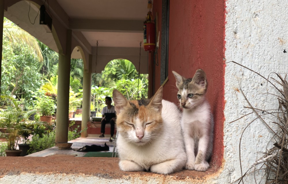 Surve Nature's Resort