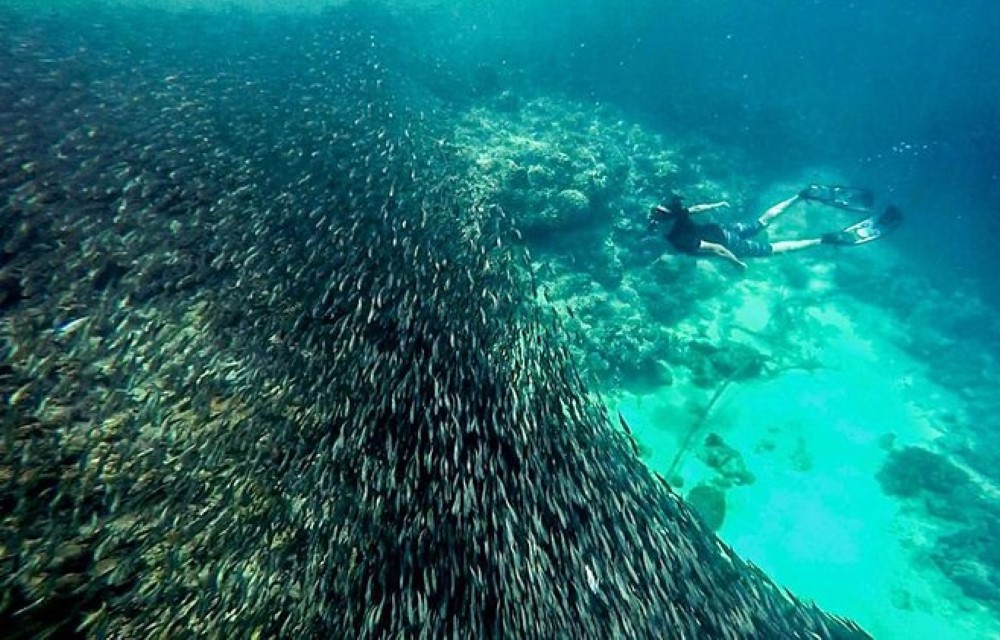 Sardines Run